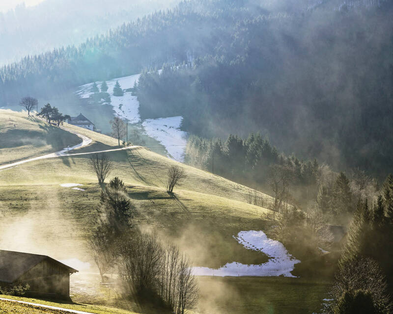 Lignotrend bezieht die Weisstanne für die Bauteile made of LIGNO® aus dem heimischen Schwarzwald